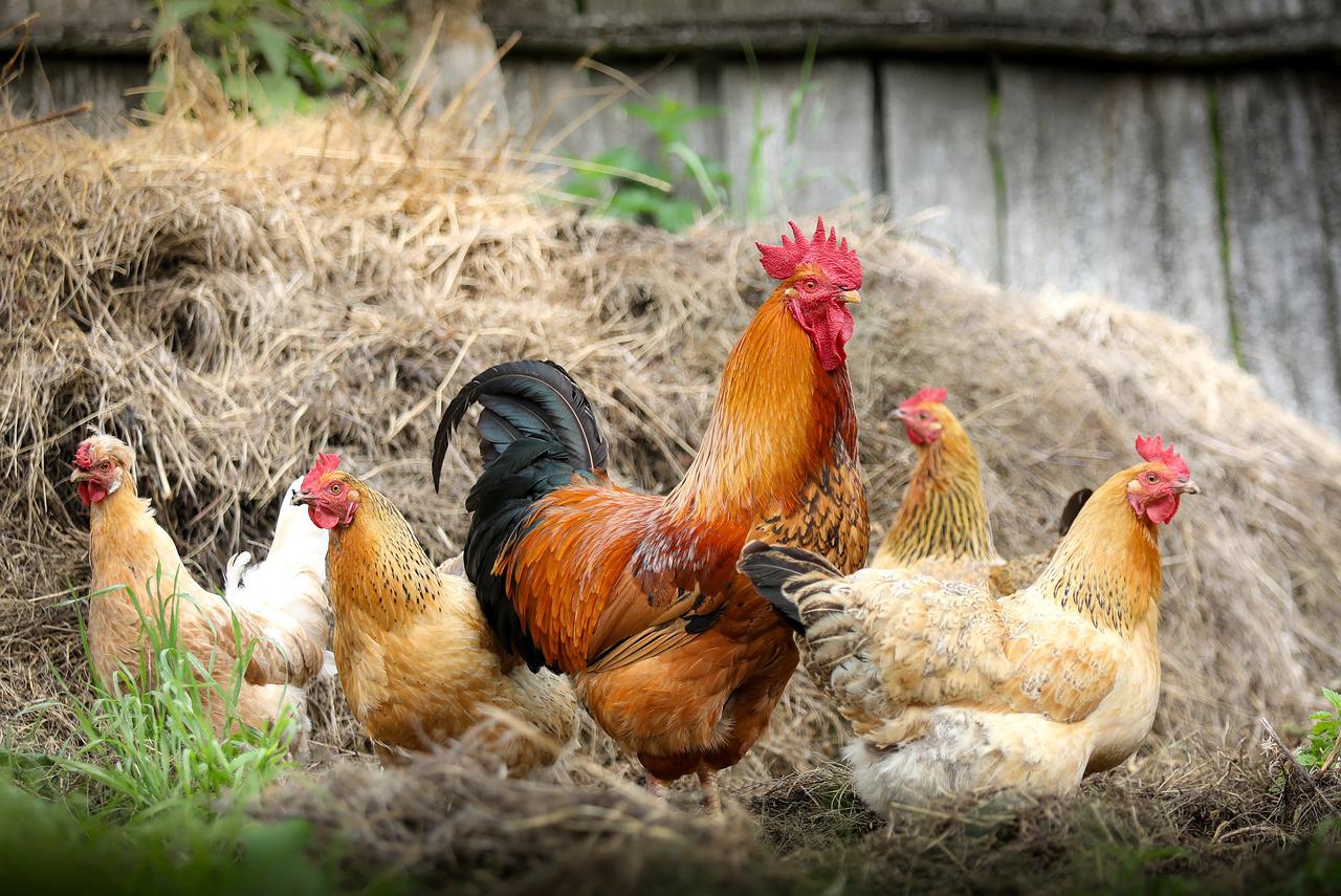 Chickens always come home to roost, so should we Chickens always come home to roost, so should we