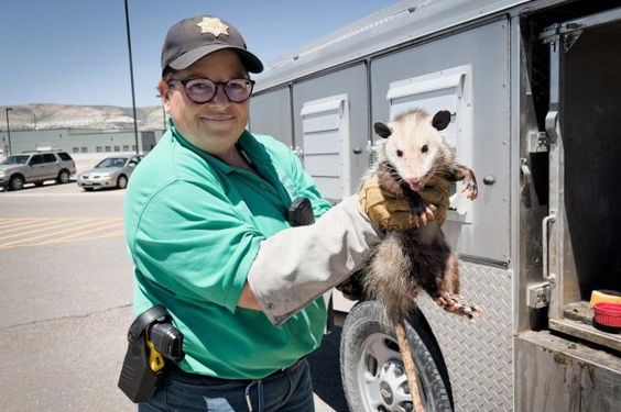 Sweetwater County Deputy Chris Thomas with opossum George.