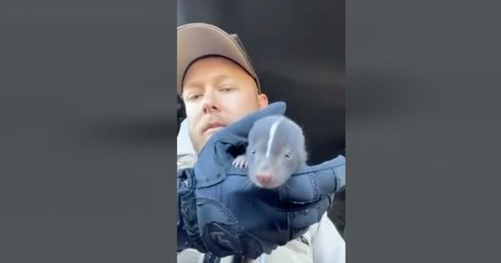 Olmsted Sheriff's Office Deputy Nate Jacobson with a baby skunk he found. Olmsted Sheriff's Office Deputy Nate Jacobson with a baby skunk he found.