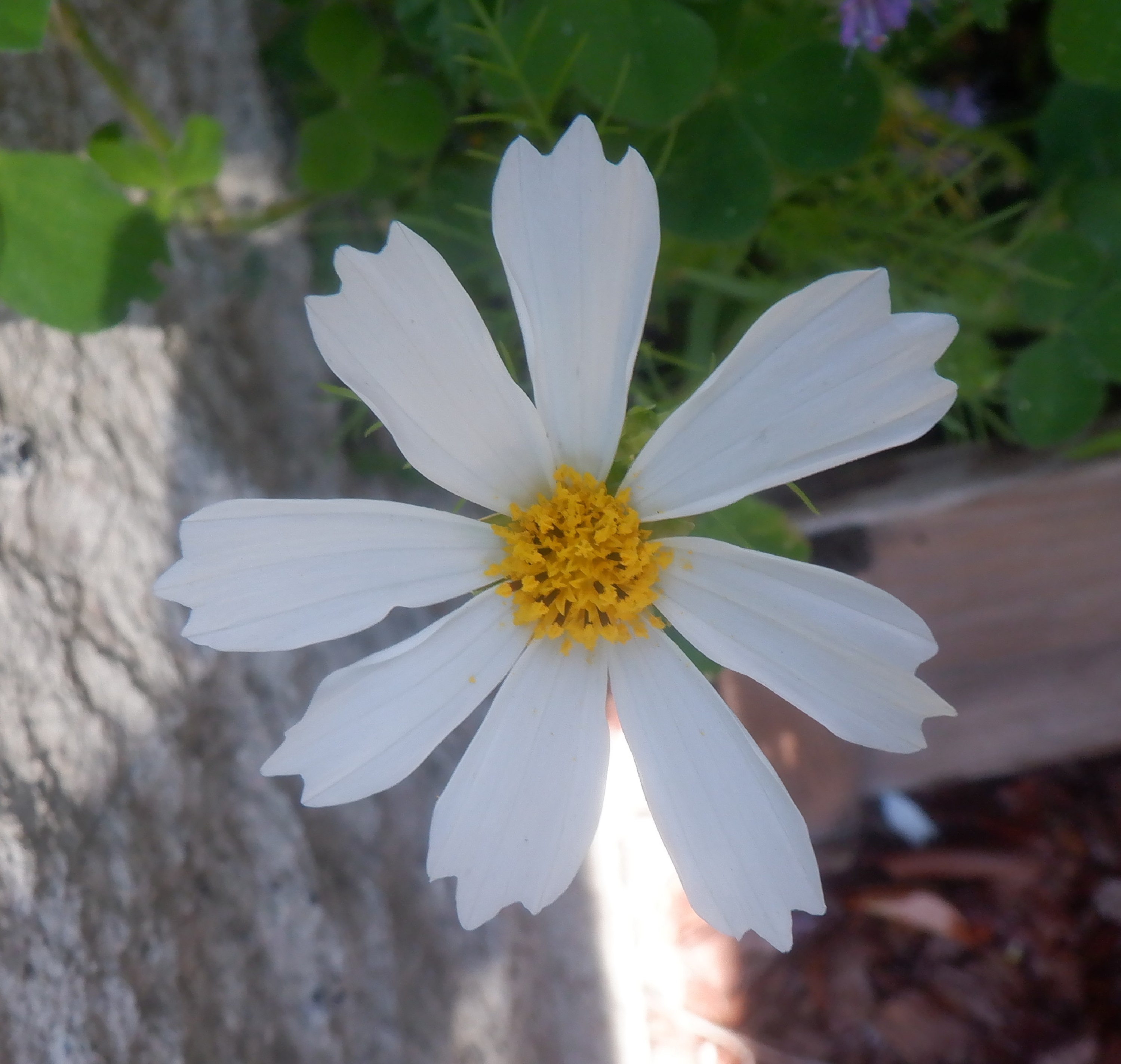 Photo I took of a flower in my planterbox