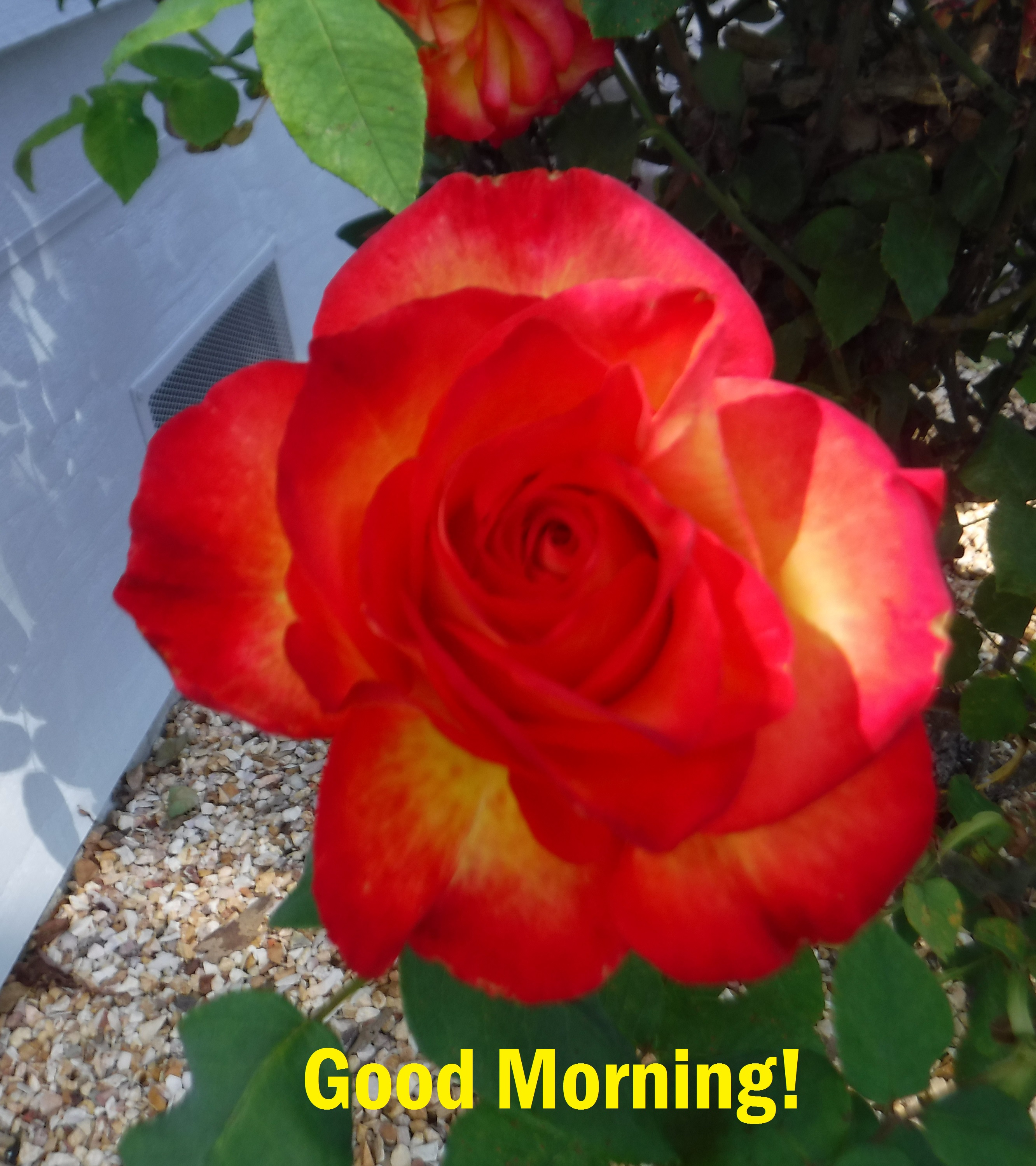 Photo taken by me 5-3-19 Photo taken by me 5-3-19