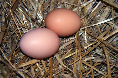 eggs - eggs