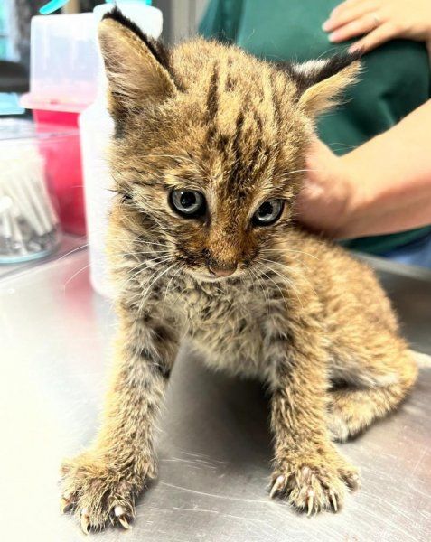 A baby bobcat in Mount Juliet Tennessee. A baby bobcat in Mount Juliet Tennessee.