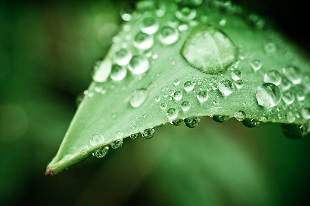Dew - from Pixabay Foto Dew - from Pixabay Foto