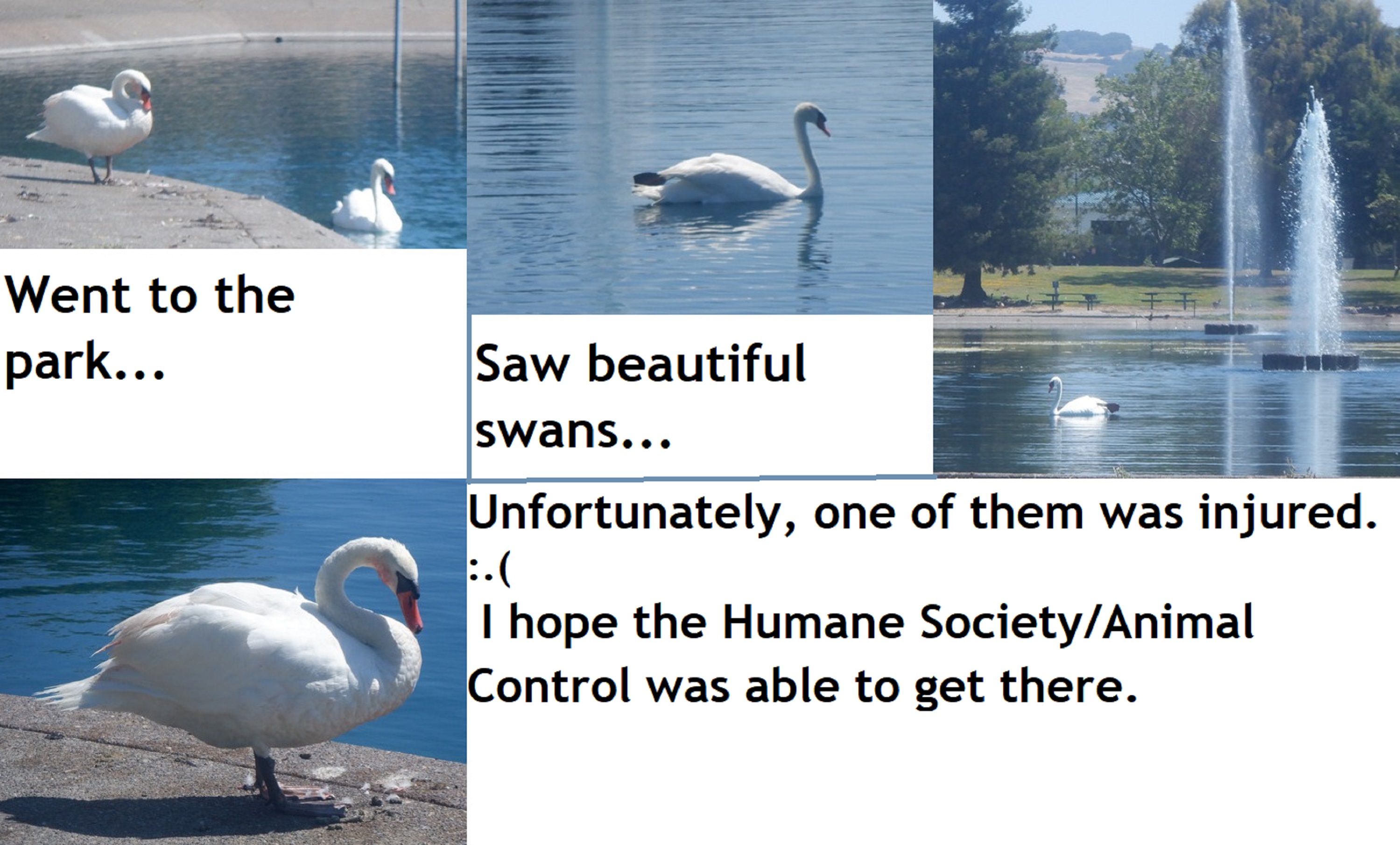Collage made of the photos I took of the swans Collage made of the photos I took of the swans