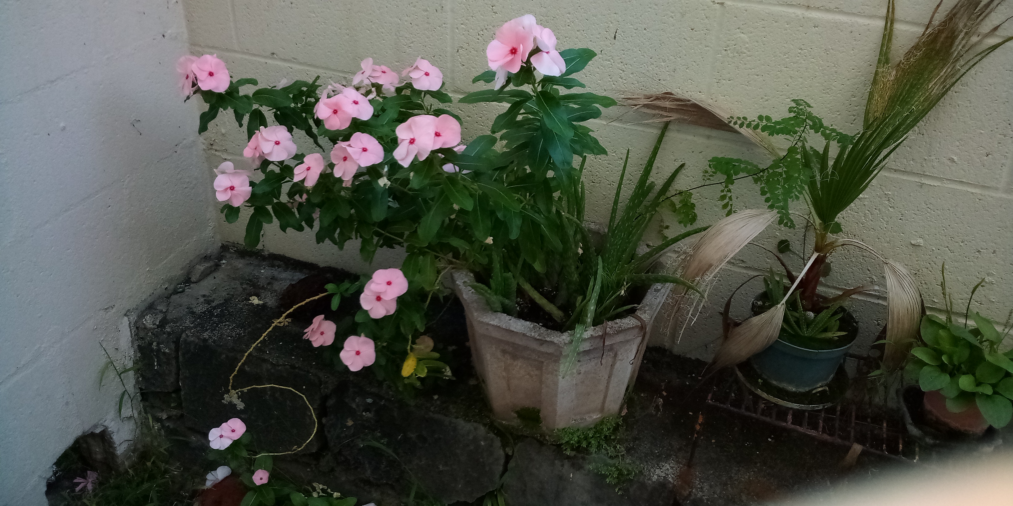 The mother plant.