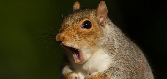 Another nasty squirrel caused an electrical blackout in Asheville North Carolina. Another nasty squirrel caused an electrical blackout in Asheville North Carolina.