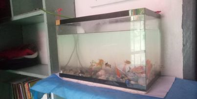 Fish Tank Fish Tank