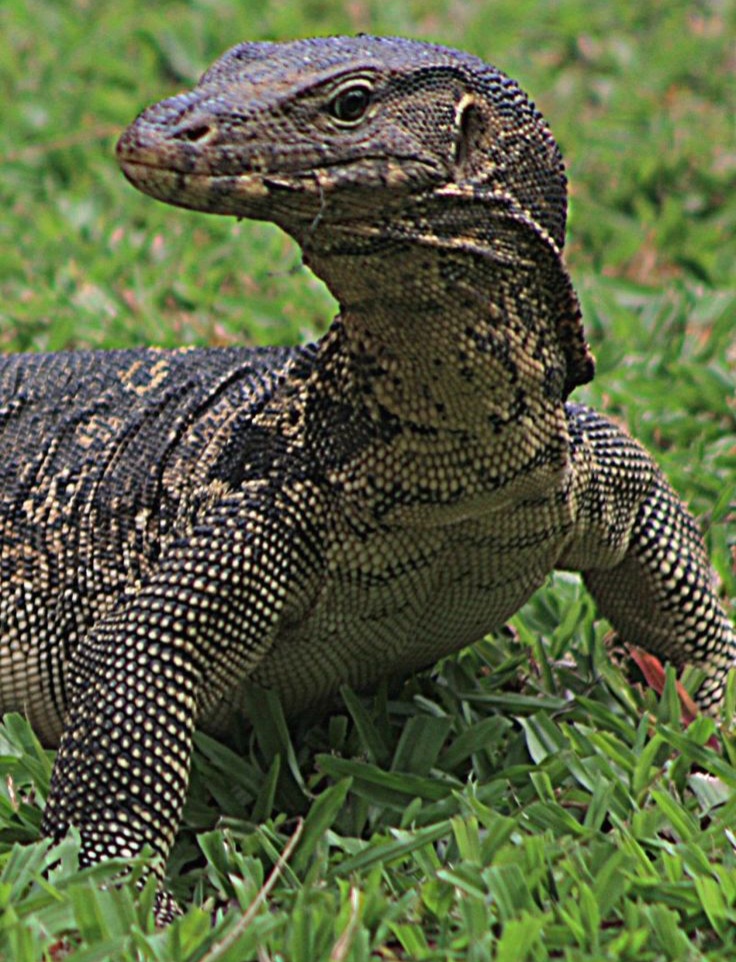 Monitor lizard