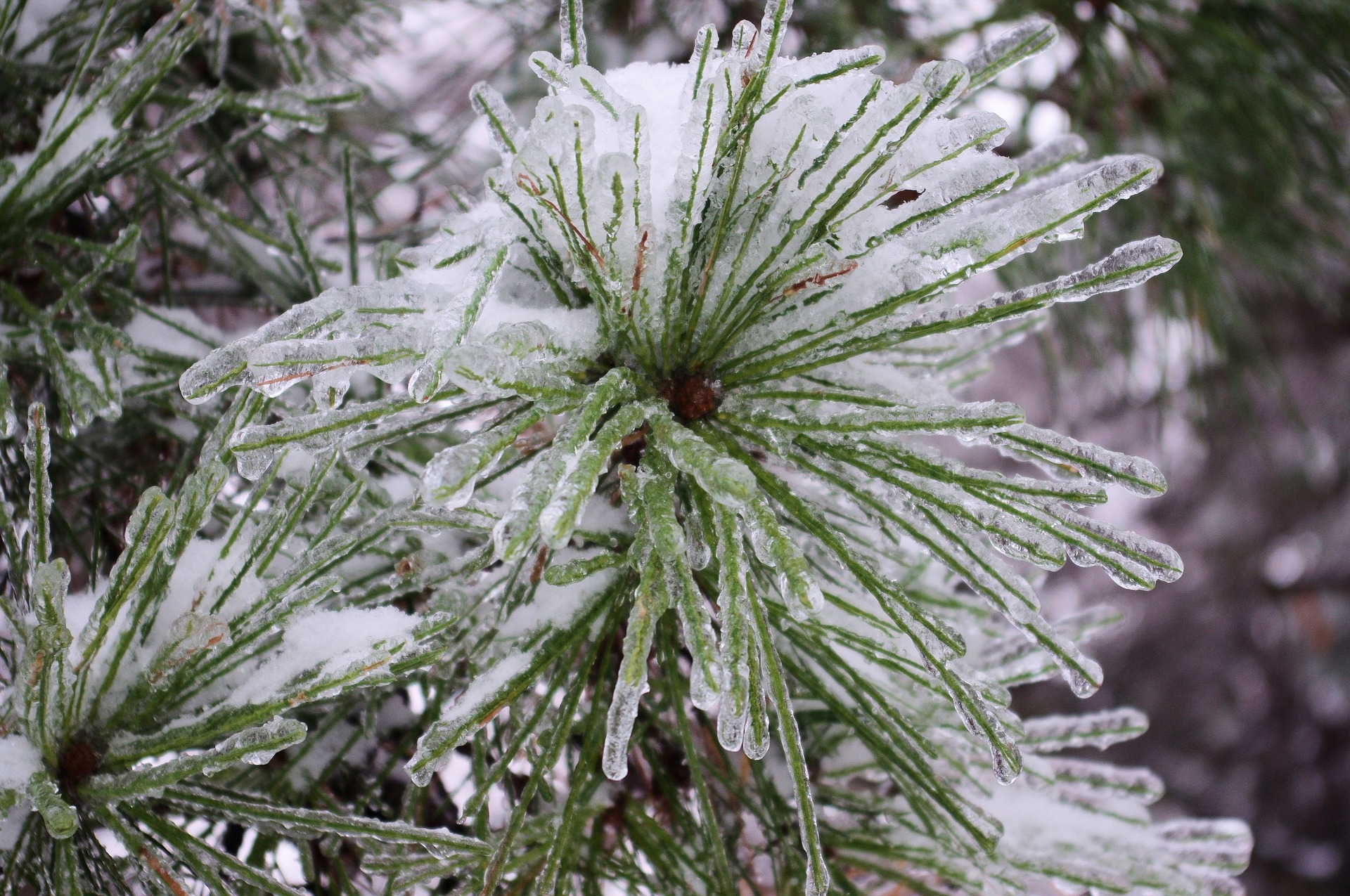 Iced Pine Needles to help keep cool