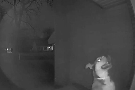 A dog named Dexter pleads to get inside of his home in Kansas. A dog named Dexter pleads to get inside of his home in Kansas.
