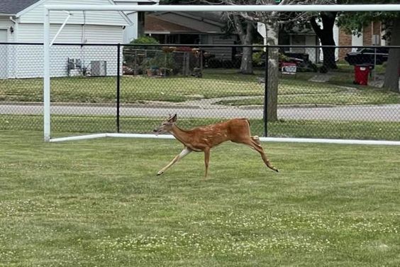 A deer running on a soccer field in Illinois A deer running on a soccer field in Illinois