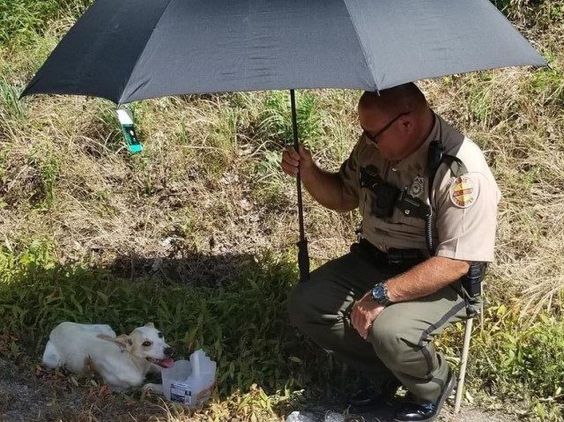 Tennesse Police Officer Tudors adopts a dog found on the side of a highway. Tennesse Police Officer Tudors adopts a dog found on the side of a highway.