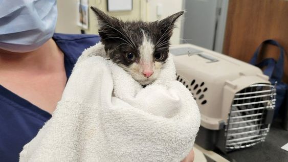 Jordan the kitten in an animal shelter in Lansing Michigan waiting to be adopted. 