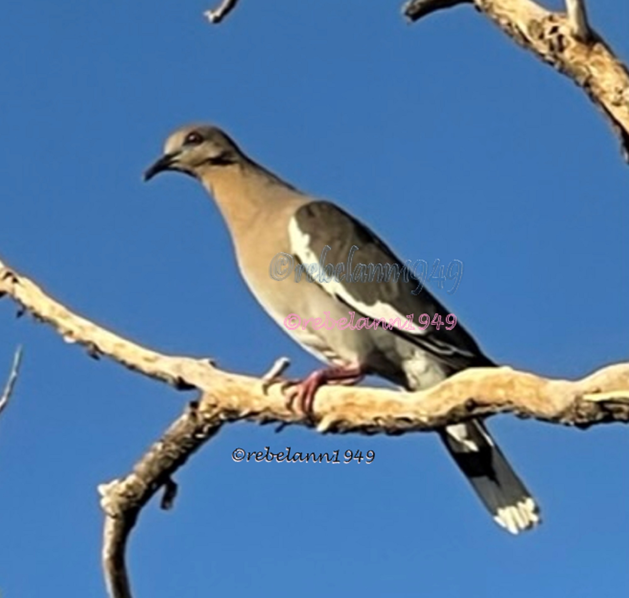 A mourning dove watching me.