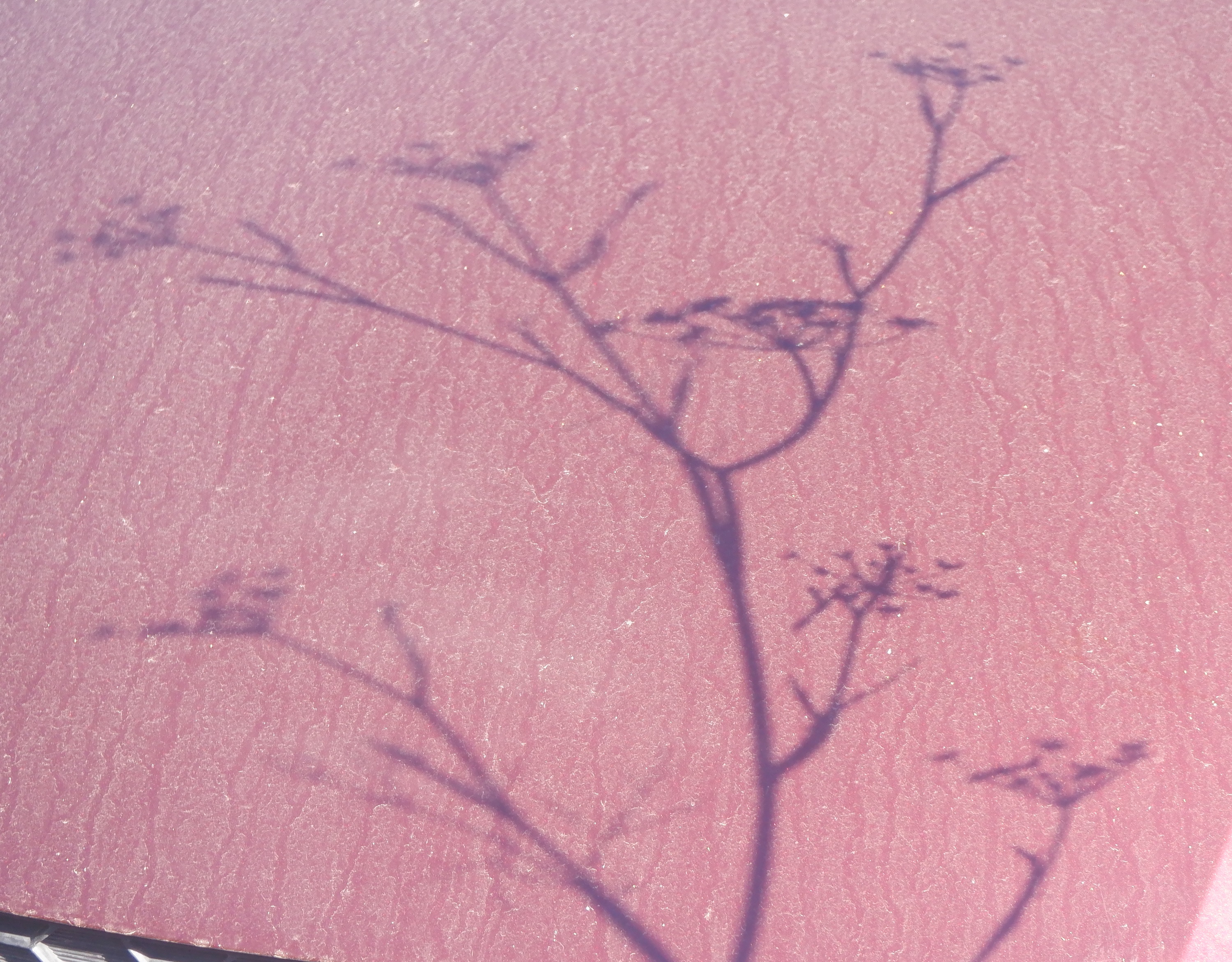 Photo I took of a plant shadow on a dirty car hood