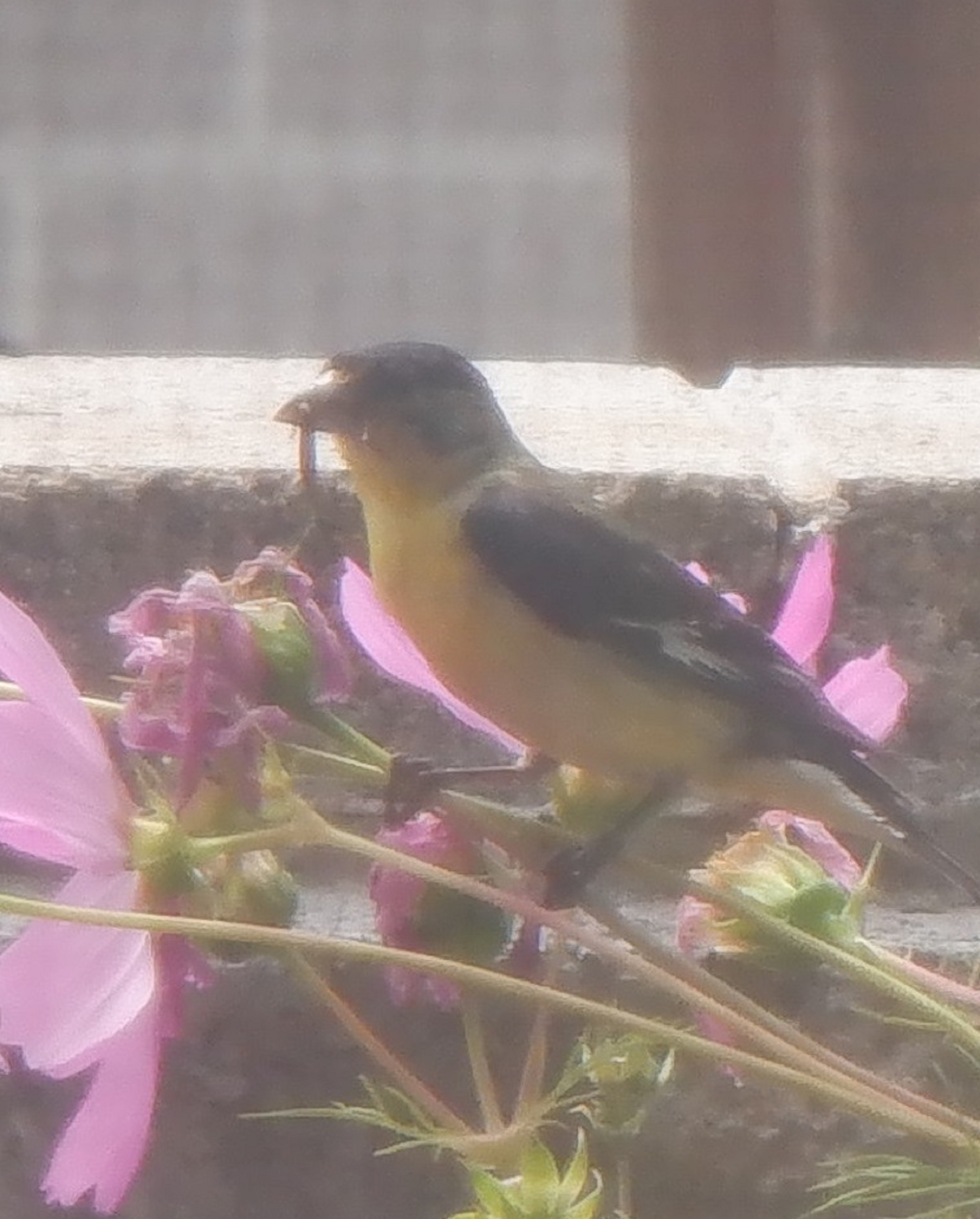 Oriole photo 7-5-22 Oriole photo 7-5-22