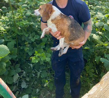 A Nanaimo firefighter with Dobby a dog that was rescued from a drainage system. A Nanaimo firefighter with Dobby a dog that was rescued from a drainage system.