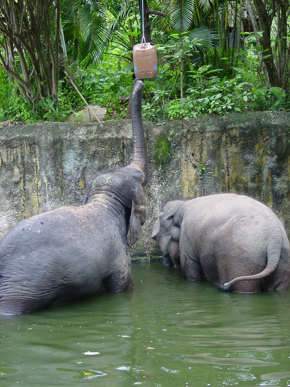 Singapore Zoo