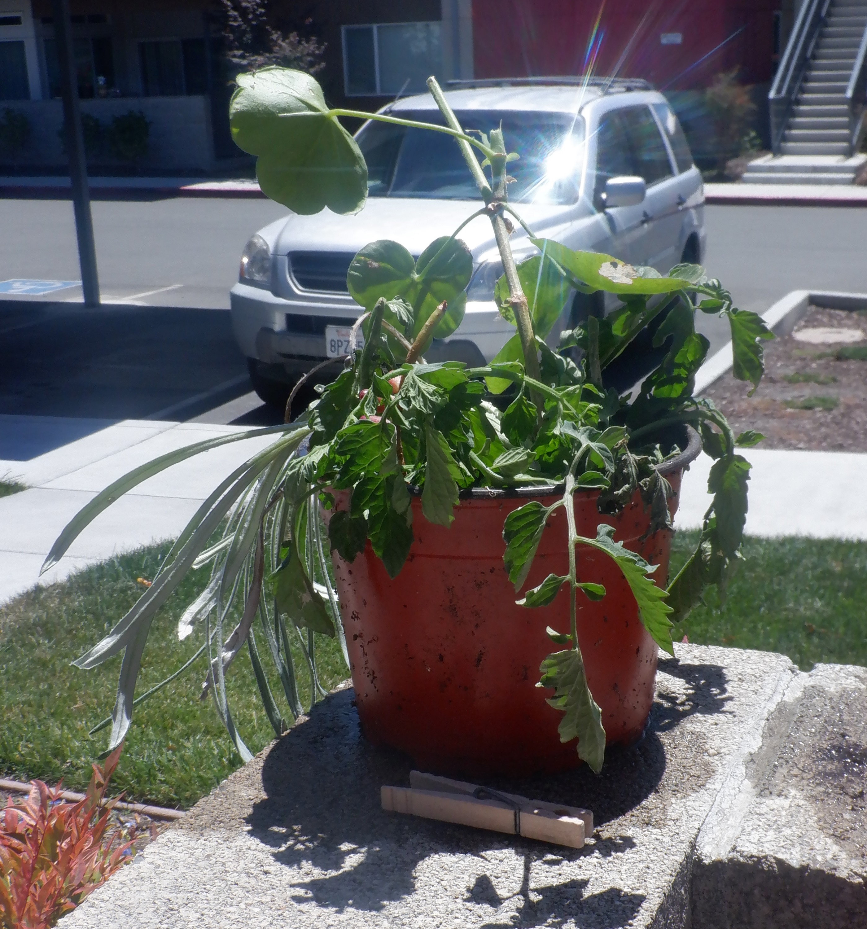 Photo I took of the plants my neighbor had stuck in a pot Photo I took of the plants my neighbor had stuck in a pot