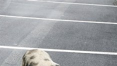 An image of a hog wandering in a high school in Mount Vernon Illinois. An image of a hog wandering in a high school in Mount Vernon Illinois.