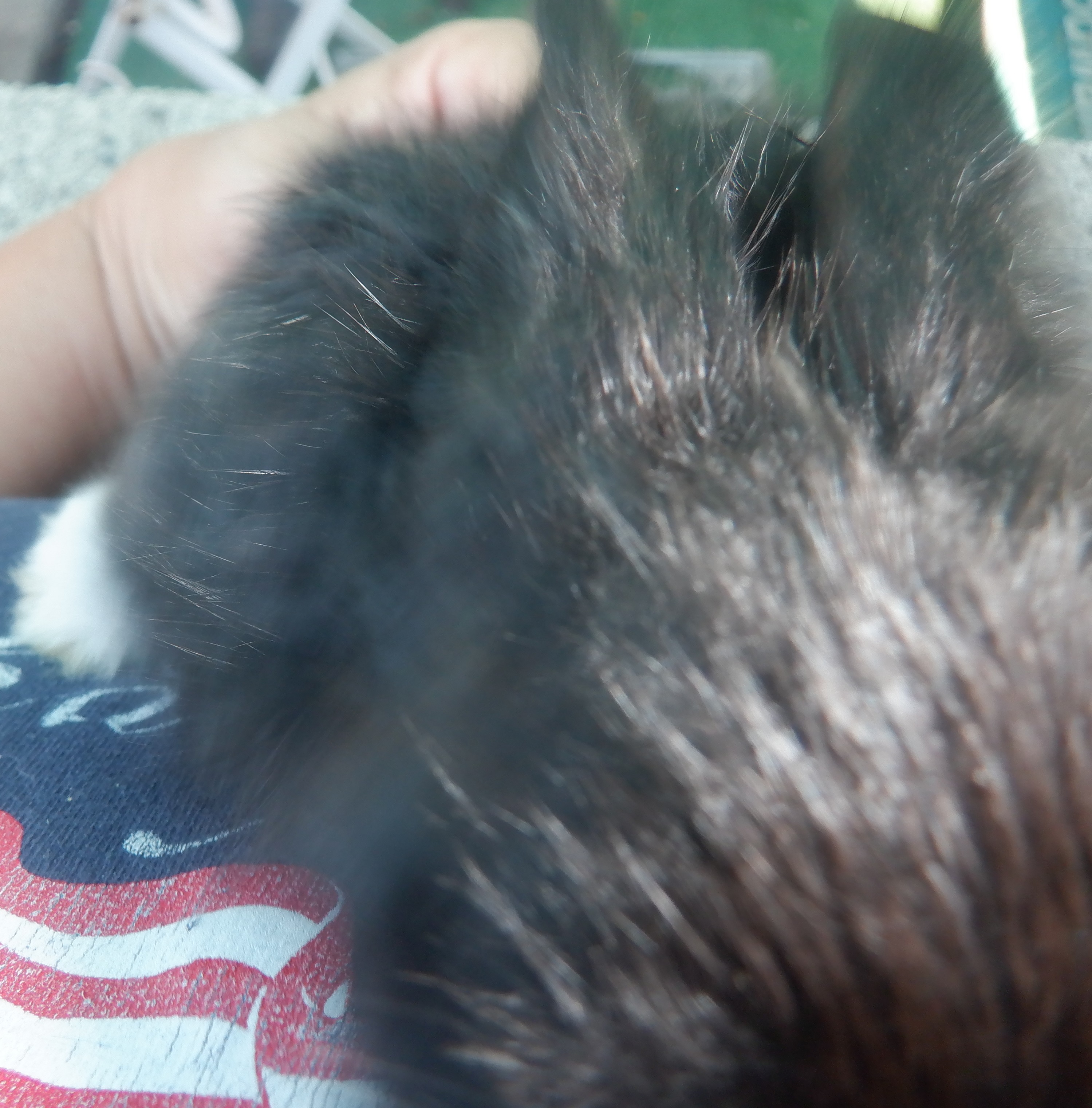 Bunny climbing up my shirt Bunny climbing up my shirt