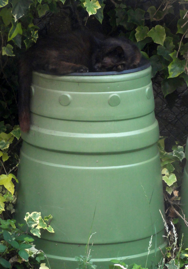 Mr H on his compost bin Mr H on his compost bin
