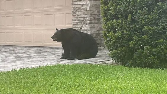 Black bear outside of the home of Sanford resident Jason Mickel. Black bear outside of the home of Sanford resident Jason Mickel.