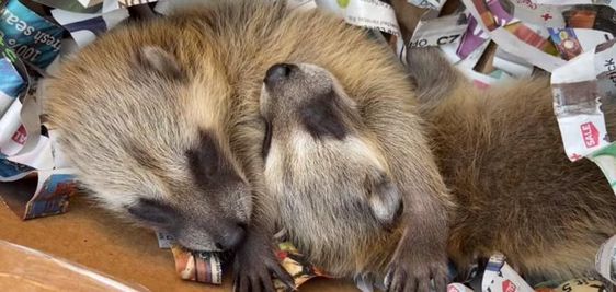 Two baby raccoons inside of a chimney in Dedham Massachusetts. 