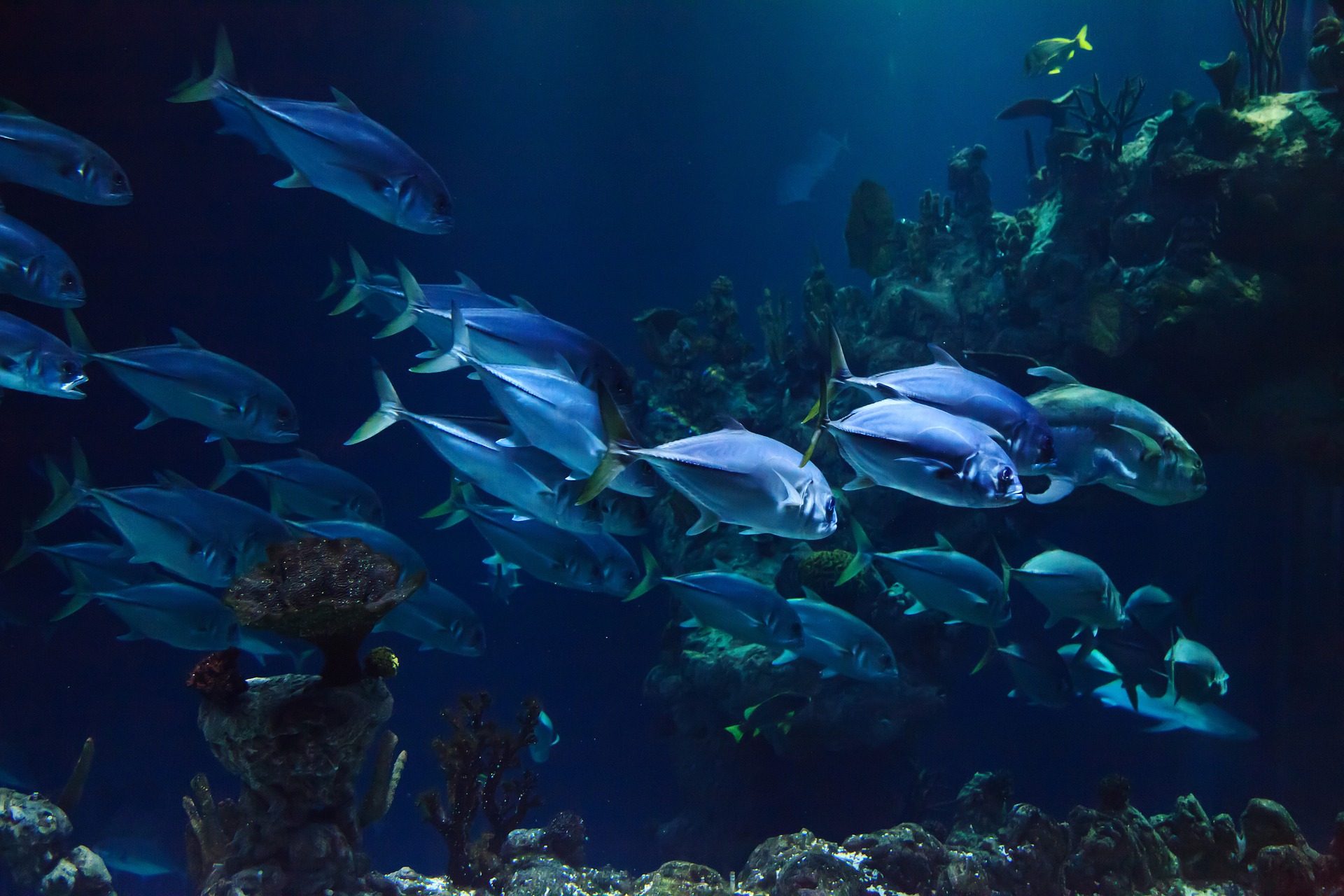 https://pixabay.com/photos/animal-aquarium-aquatic-coral-deep-21668/