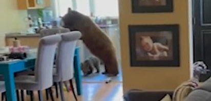 A bear helping herself to a meal inside of a home in Monrovia California. A bear helping herself to a meal inside of a home in Monrovia California.