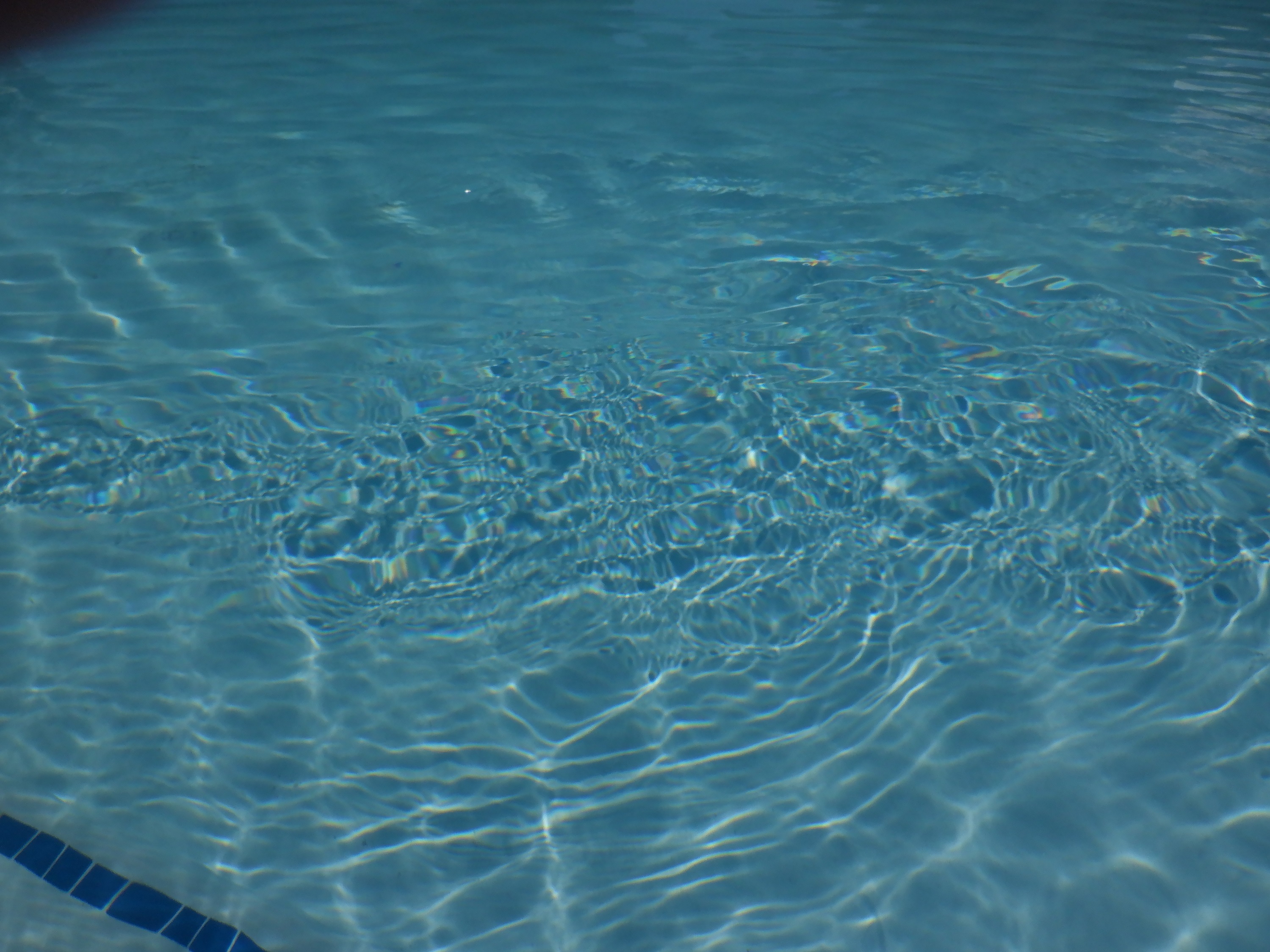Photo I took at the pool today