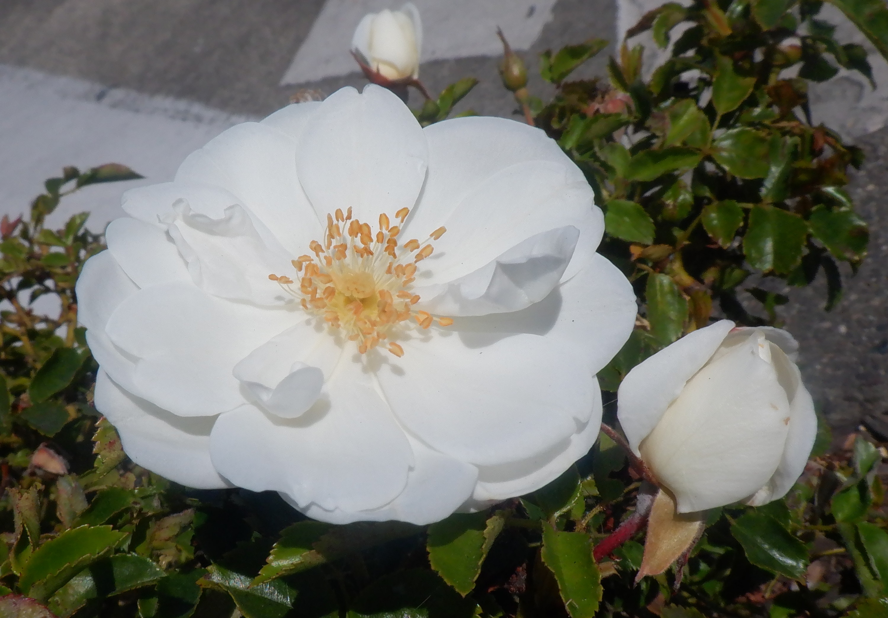 Taken by me 7-18-22 Taken by me 7-18-22