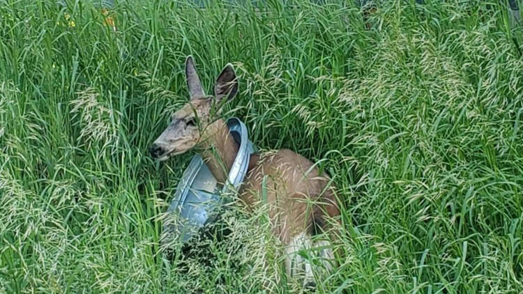 A mule deer doe with a trash can on her head in Idaho. A mule deer doe with a trash can on her head in Idaho.