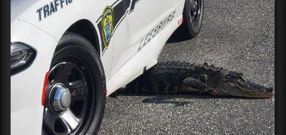 An alligator gets stuck underneath a police car in Leesburg Florida.