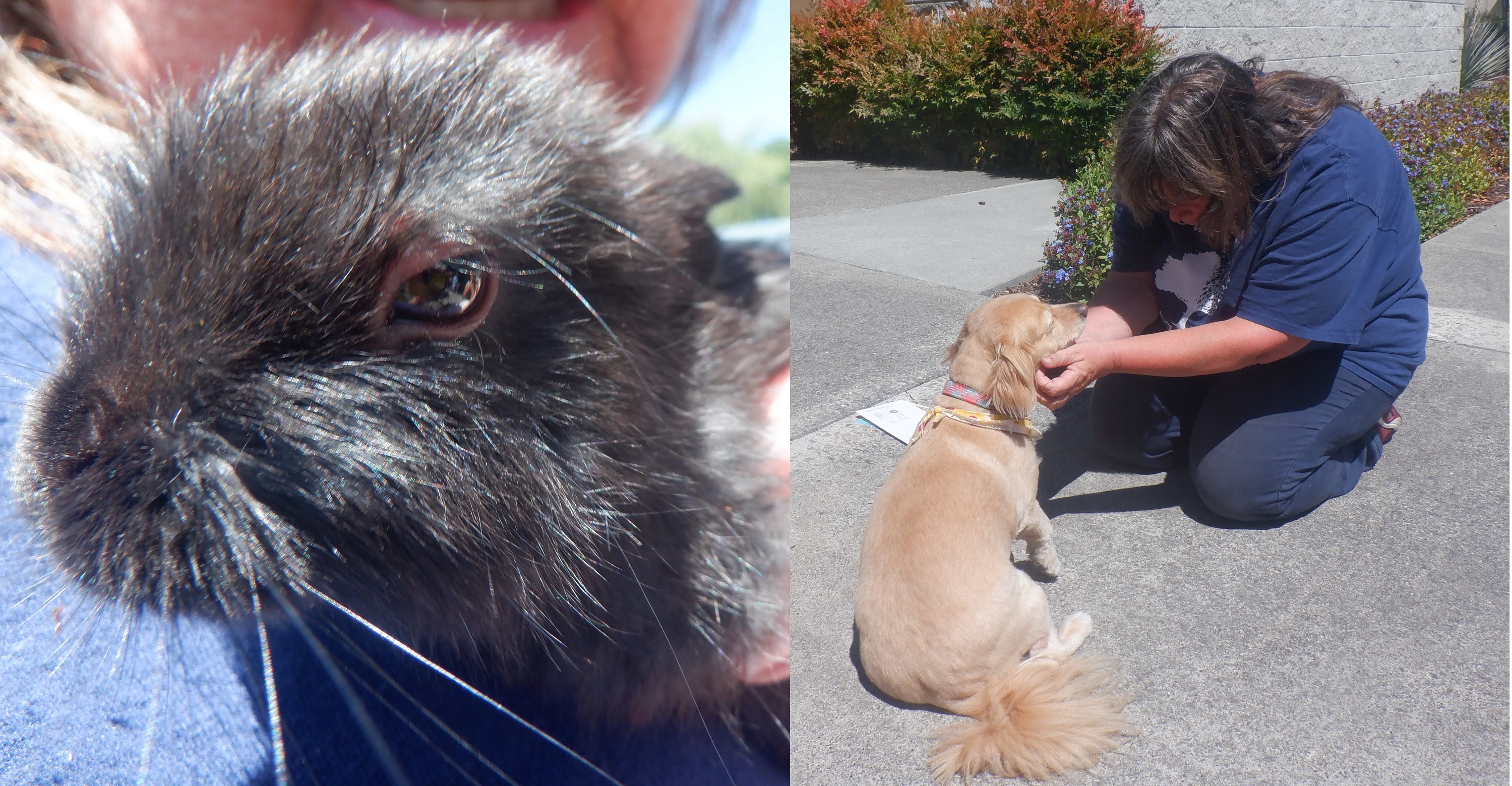 Photos 1)I took of the neighborhood bunny 2) the young man took behind me of me and his dog Photos 1)I took of the neighborhood bunny 2) the young man took behind me of me and his dog