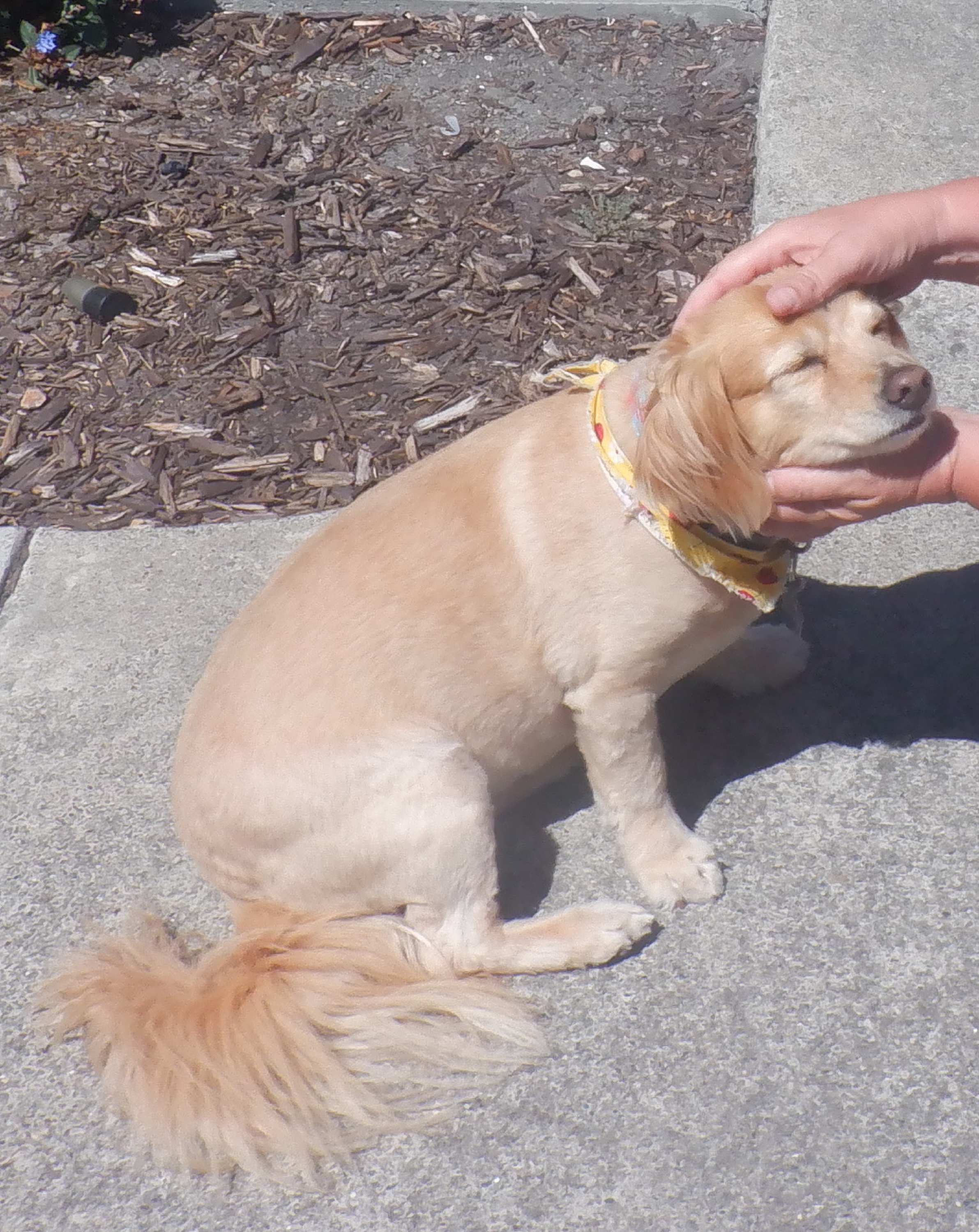 Photo taken by a neighbor of me with his dog