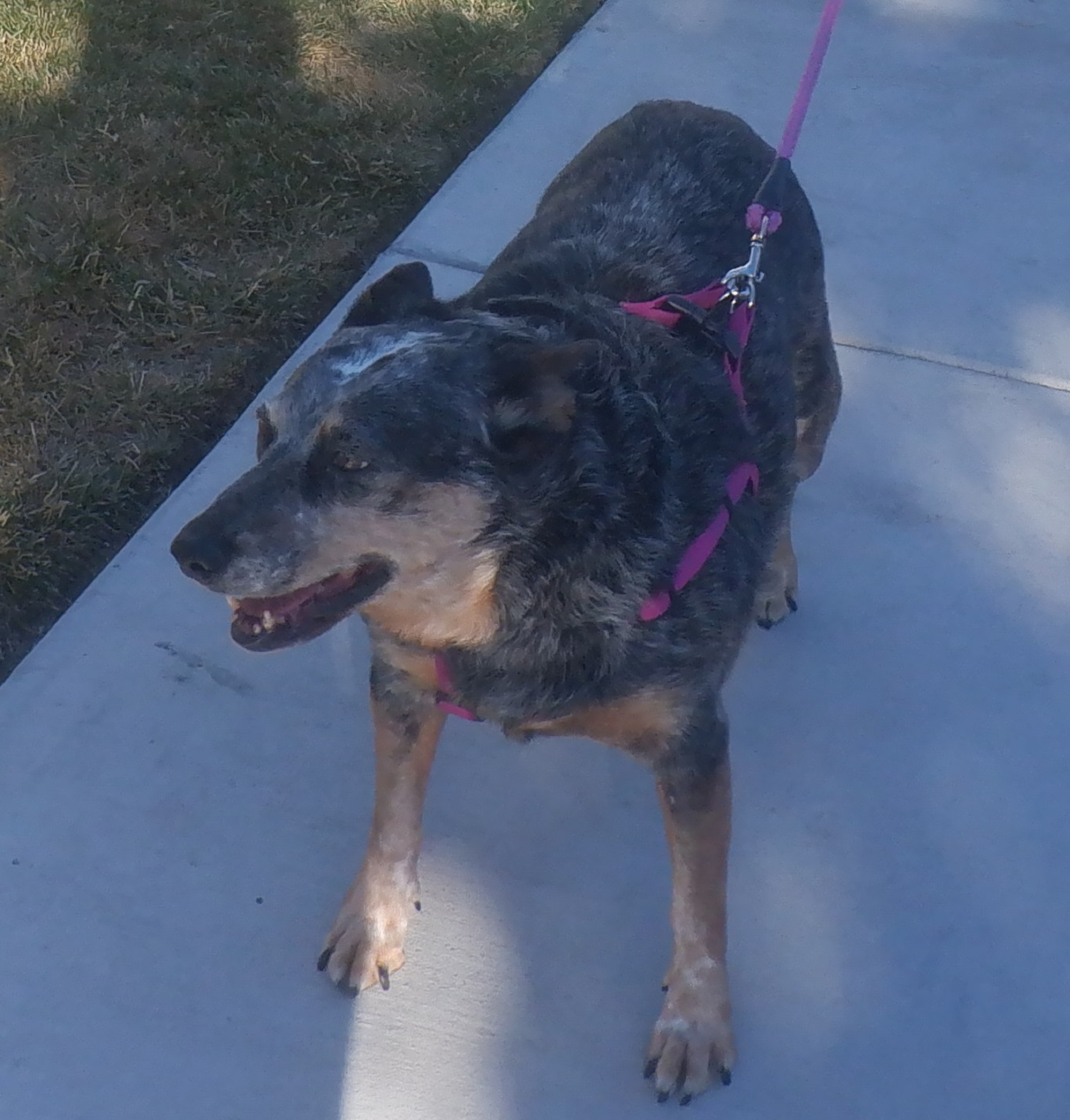 Another dog photo I cropped Another dog photo I cropped
