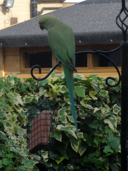 Parakeet Parakeet