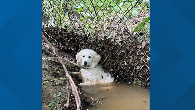 A dog trapped in a fence in Capital Heights Maryland that was rescued by paramedics 