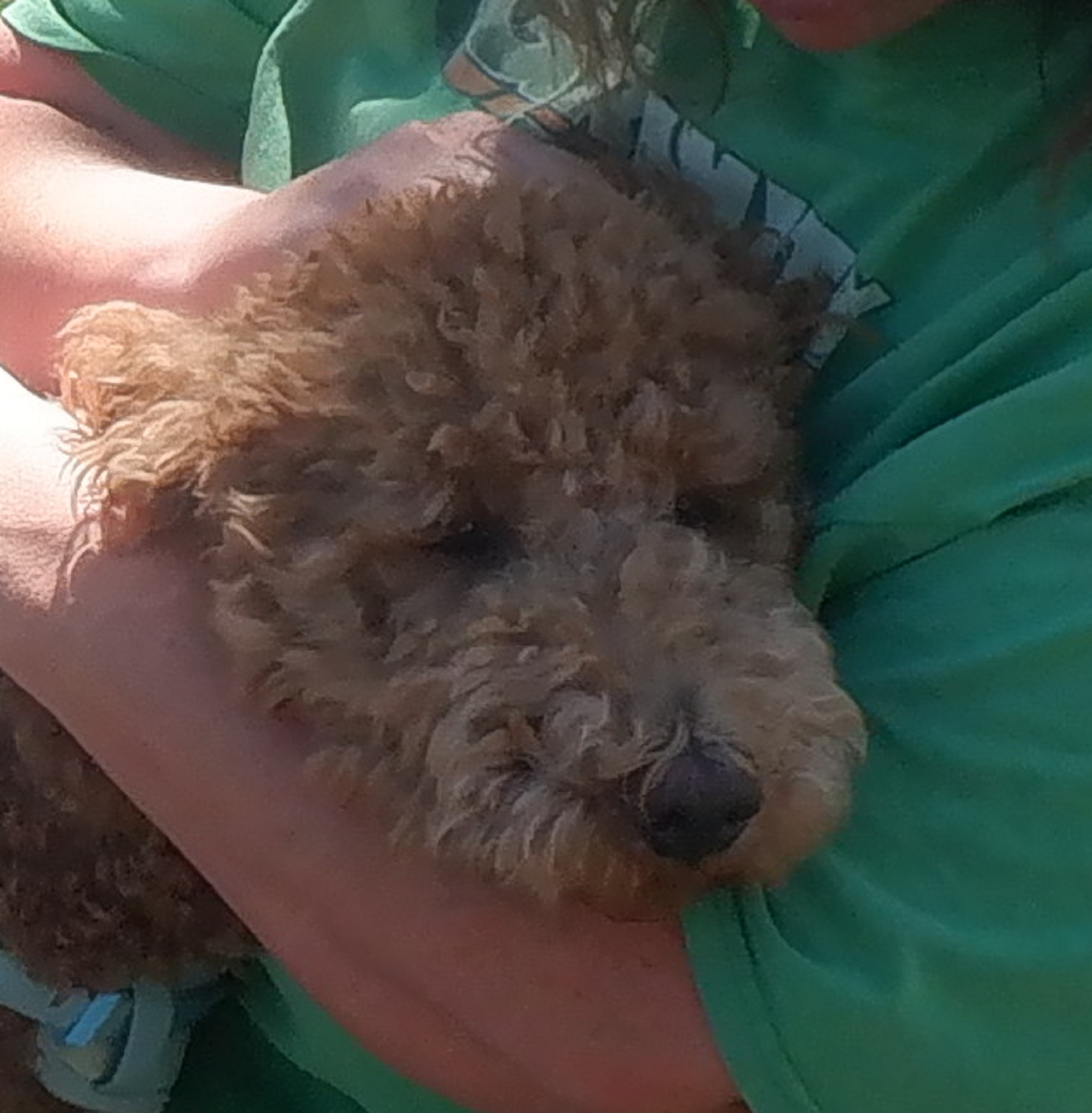 Me and one of my doggie friends