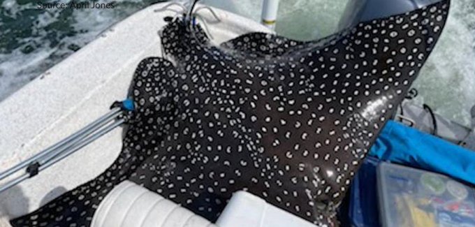 The image of an eagle sting ray in Dauphin Island Alabama. 