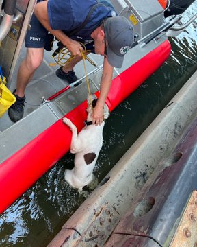 New York Fire Department firefighter with a dog that was rescued in the river.
