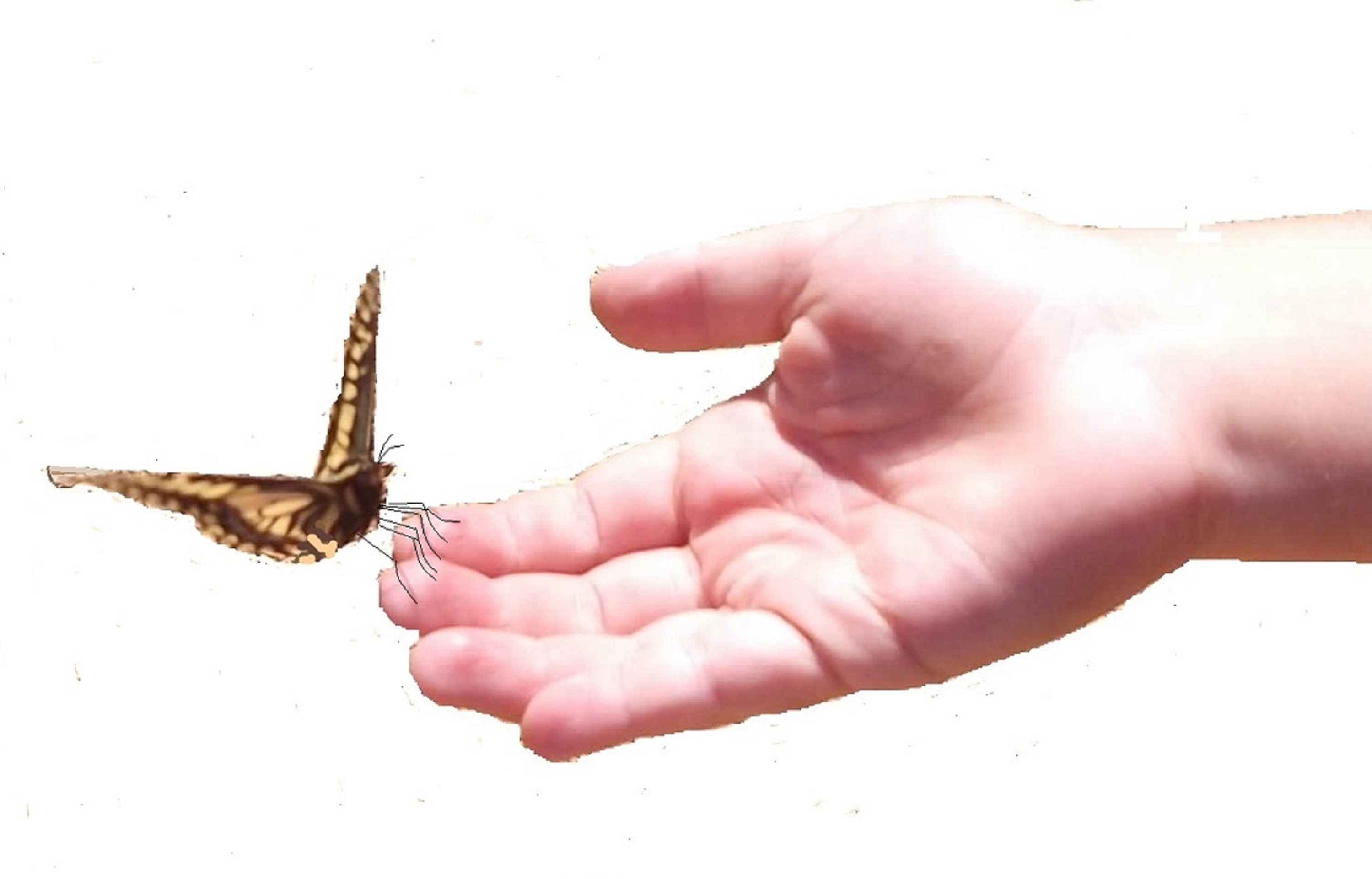 Photo of my nephew's hand with Butterfly with background taken out Photo of my nephew's hand with Butterfly with background taken out