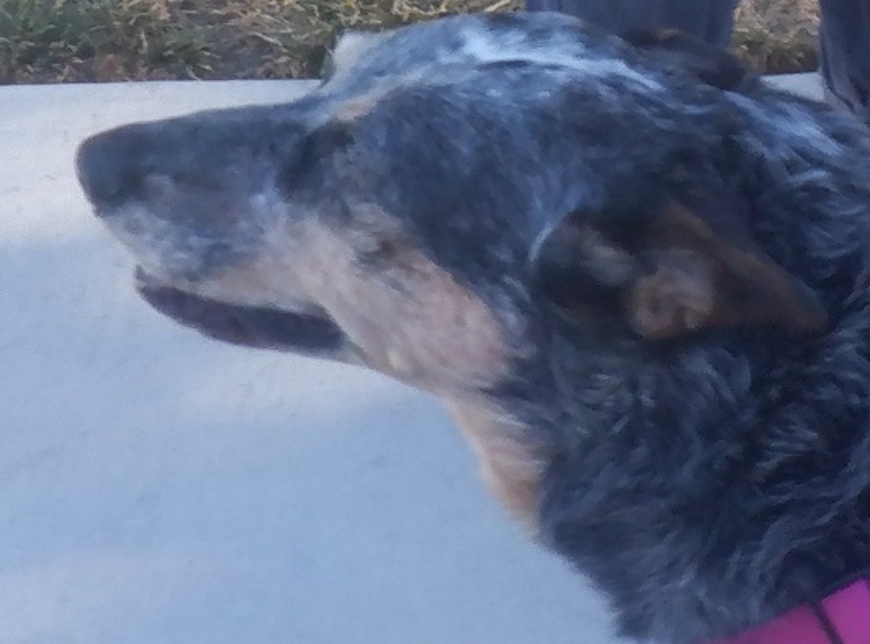 My neighbors dog Lucy