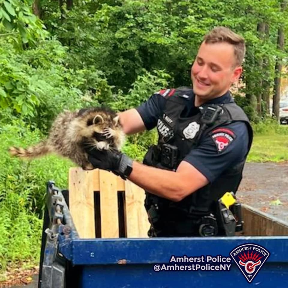 Amherst police officer rescue a raccoon that was trapped inside of a trash receptable. Amherst police officer rescue a raccoon that was trapped inside of a trash receptable.