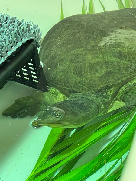 Turtle With A Hook In His Mouth Rescued By Animal Rescuers   Mylot