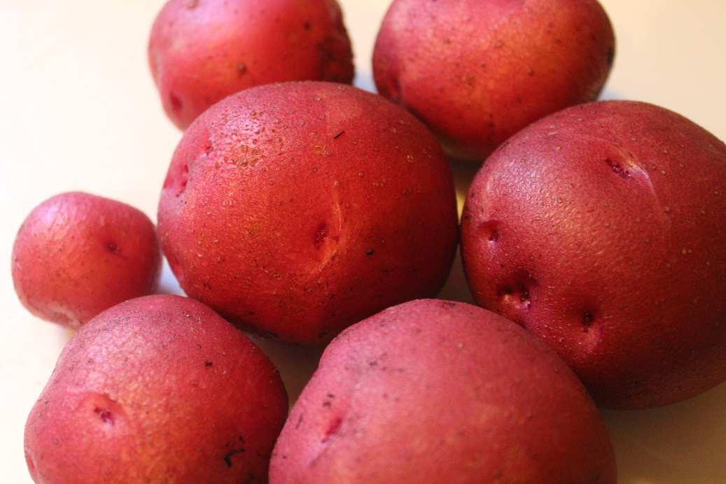 potatoes from our garden.