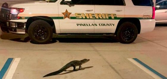 A small female alligator walking inside of a parking garage in Largo Florida. A small female alligator walking inside of a parking garage in Largo Florida.