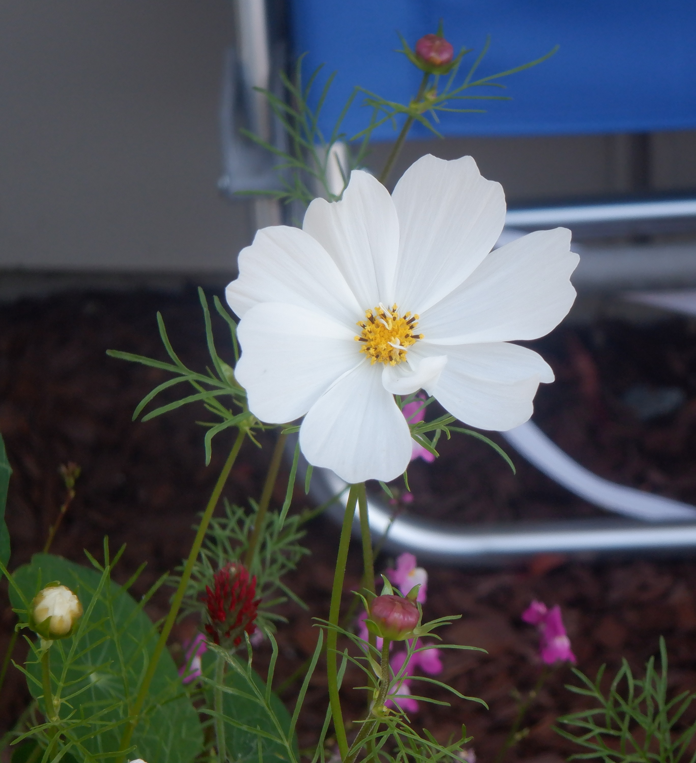 Photo I took of a white cosmos on my patio